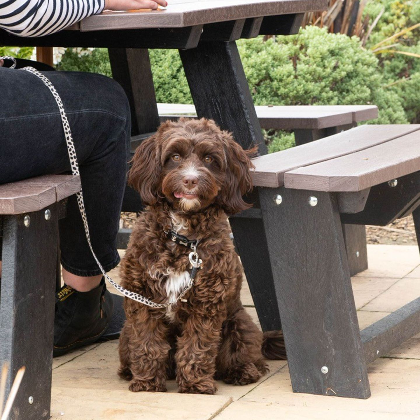 Your local dog friendly pub in Coventry